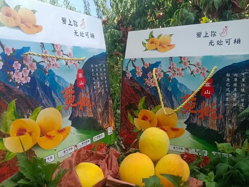 重庆奉节高山黄桃