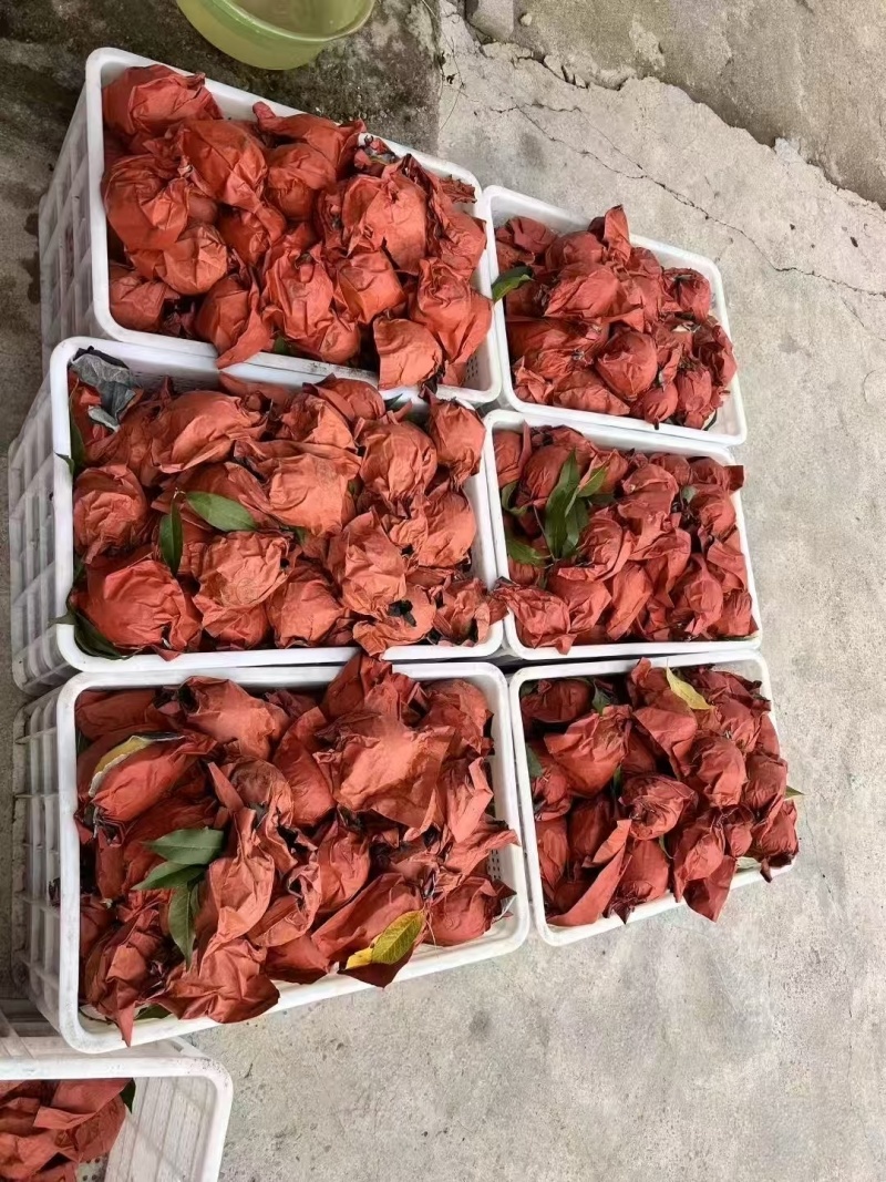 重庆奉节高山黄桃