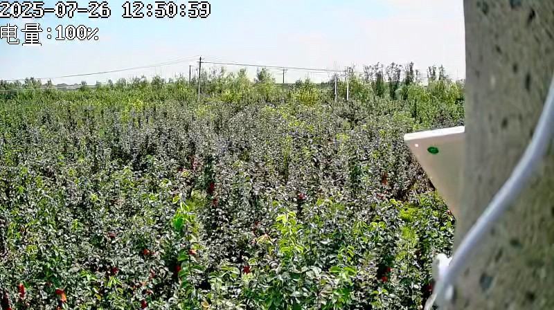 河北邯郸魏县皇冠梨香甜可口，个大半斤以上，价格低，果园直发
