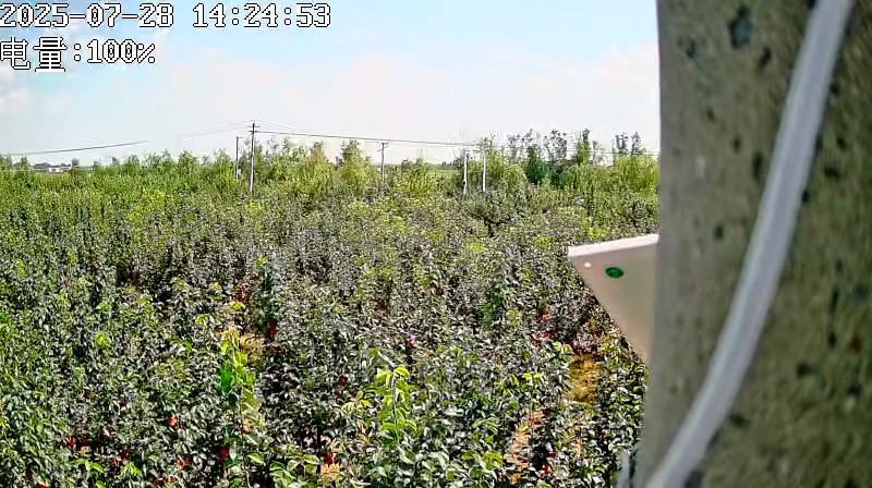 河北邯郸魏县皇冠梨香甜可口，个大半斤以上，价格低，果园直发