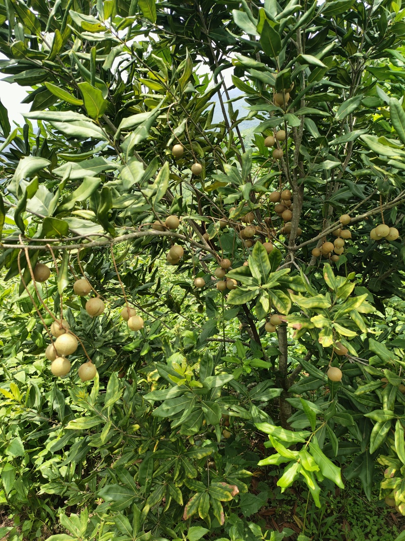 澳洲坚果