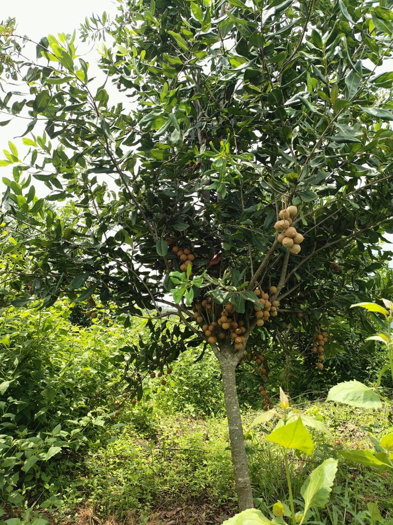 澳洲坚果