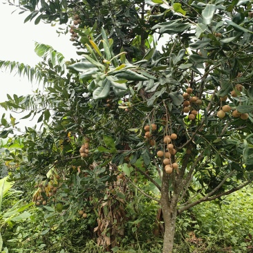 澳洲坚果