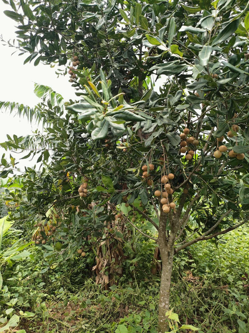 澳洲坚果