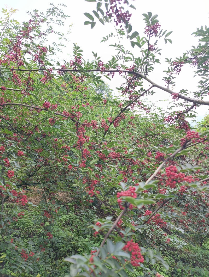今年新花椒，色香味巴适得很