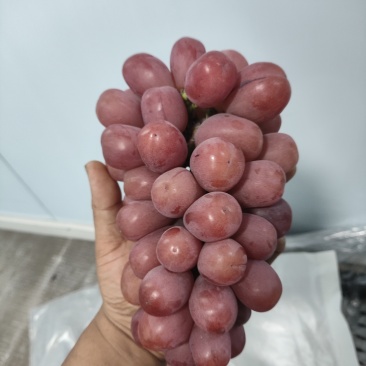 罗拉葡萄