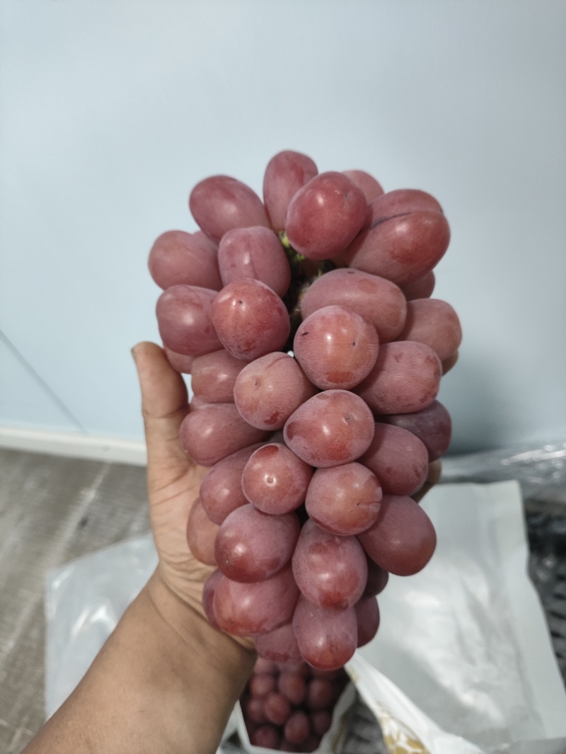 罗拉葡萄