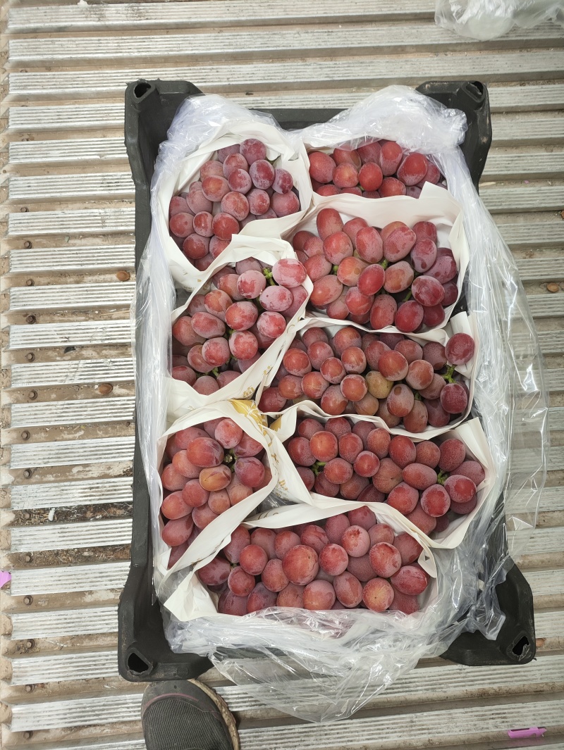 罗拉葡萄