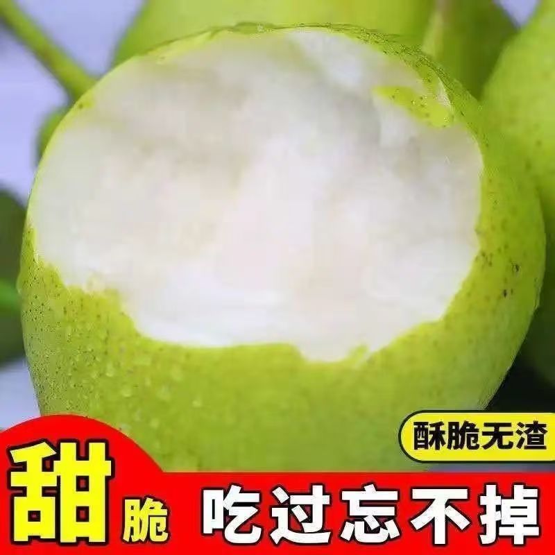 辽宁锦州市批发早香酥梨，皮薄肉多甘甜！价格非常合理，欢迎