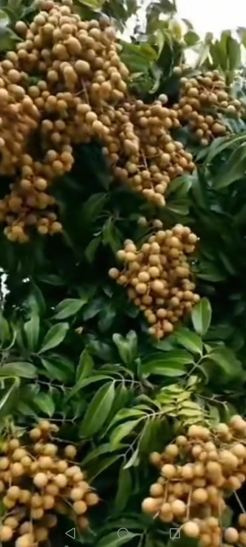 石夹龙眼
