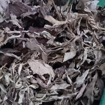 艾草