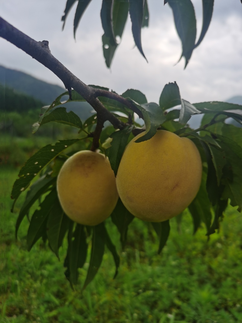 锦绣黄桃