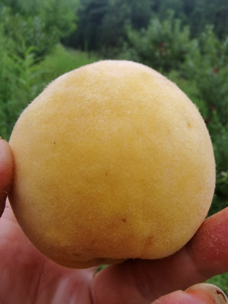锦绣黄桃