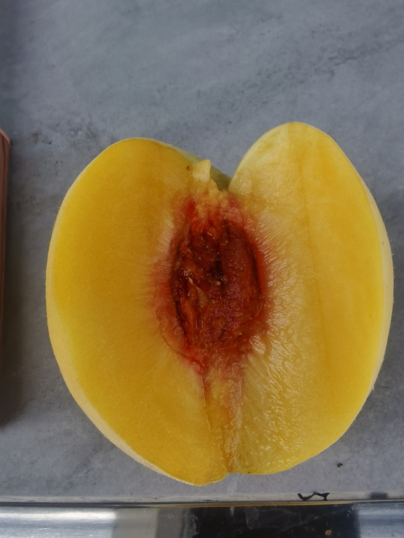 锦绣黄桃