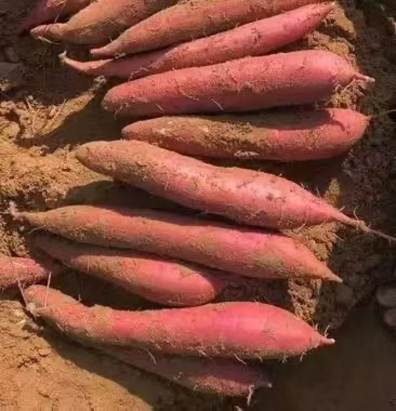 西瓜红