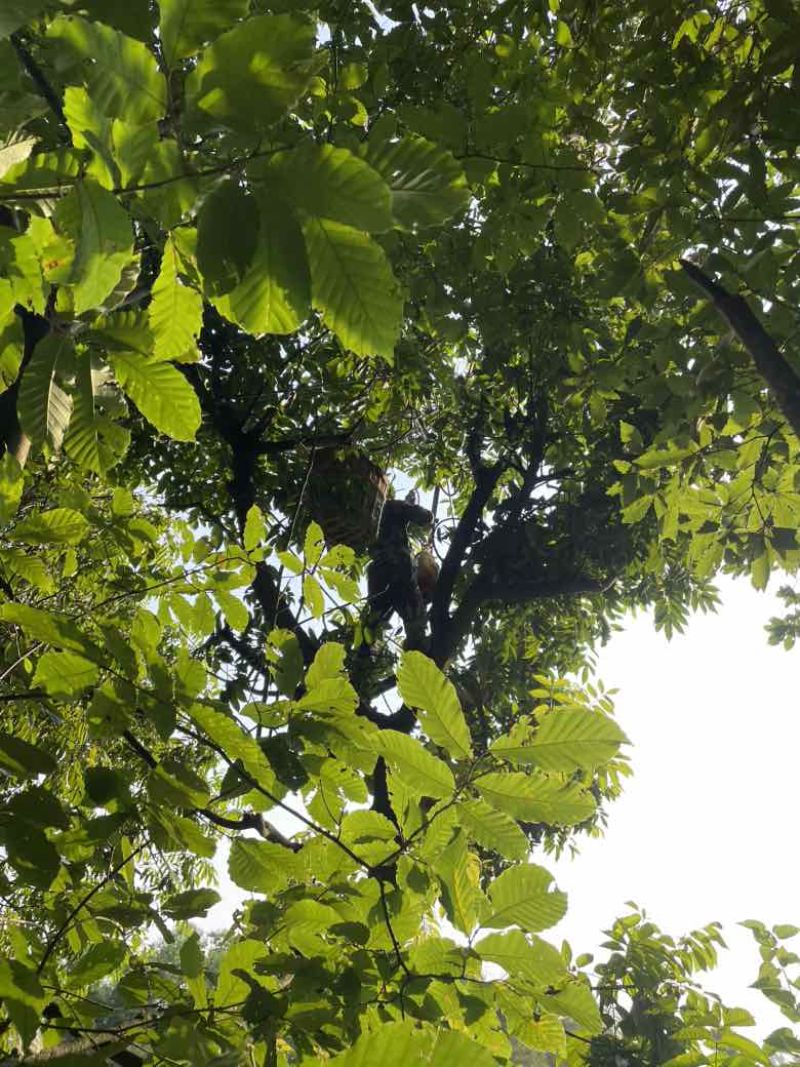 重庆橄榄