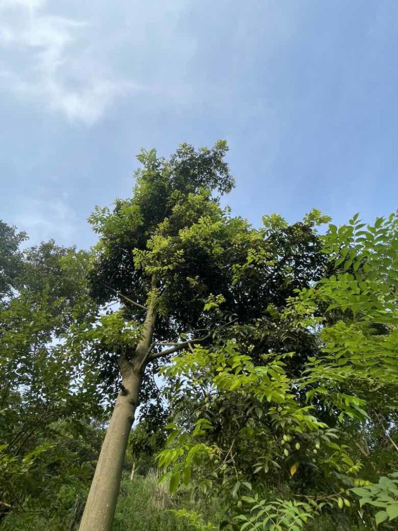 重庆橄榄