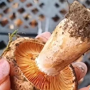 丛树菌