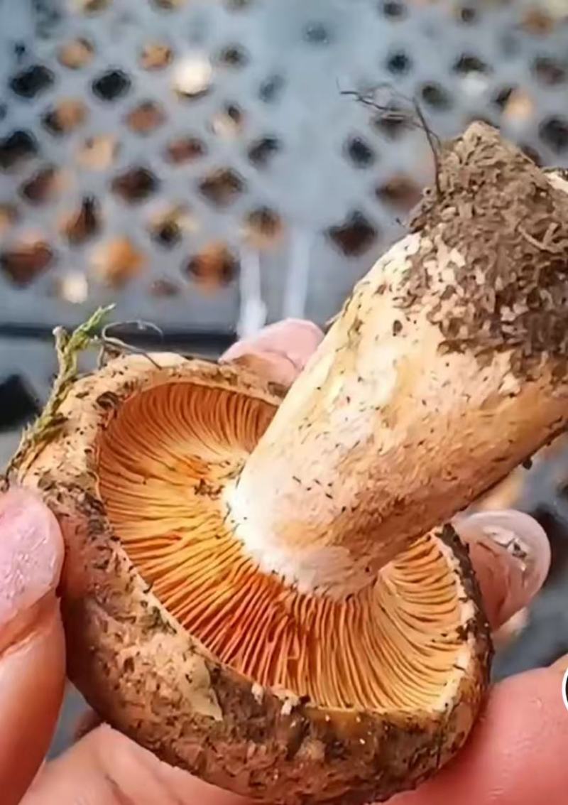 丛树菌