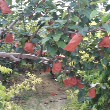 皇冠梨，质检保证