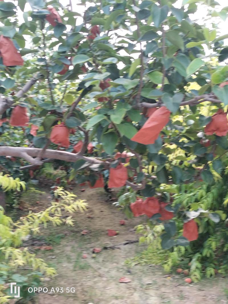 皇冠梨，质检保证