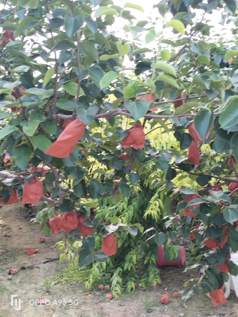 皇冠梨，质检保证