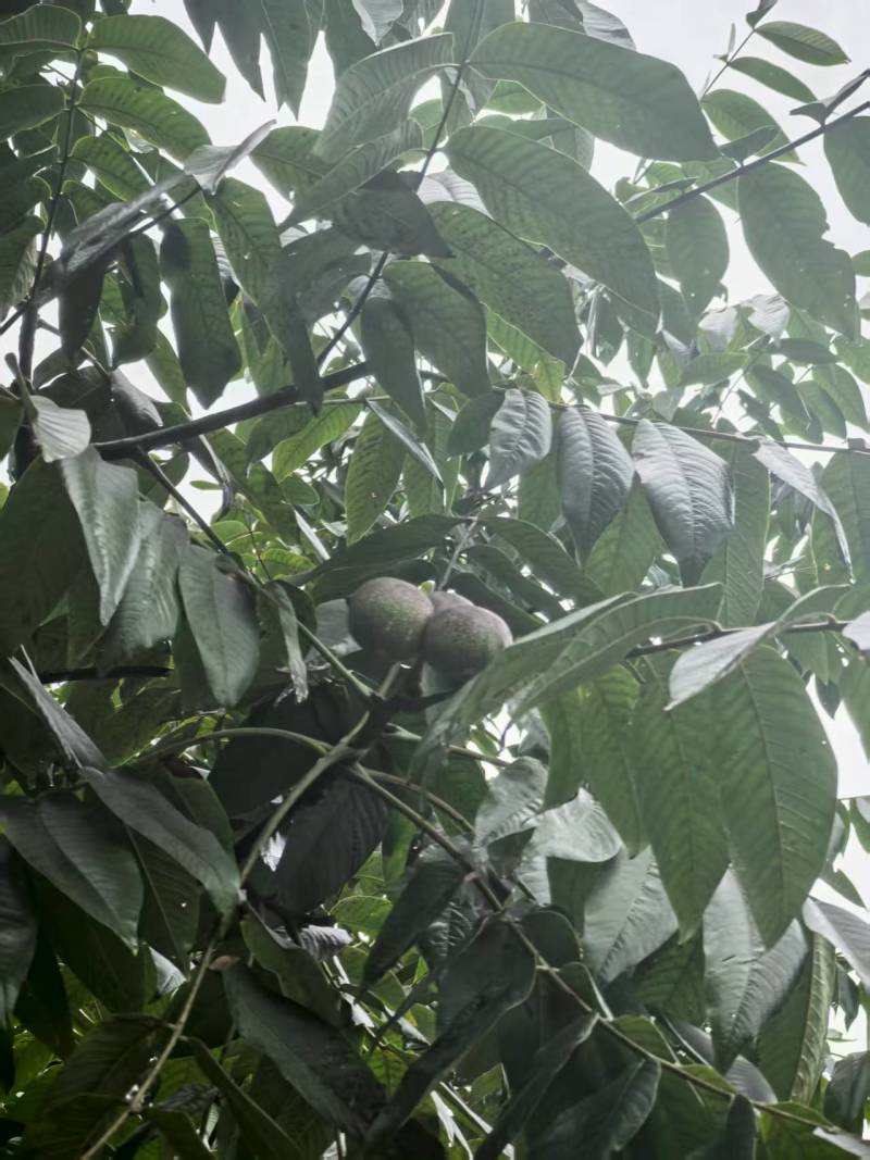 麻子核桃