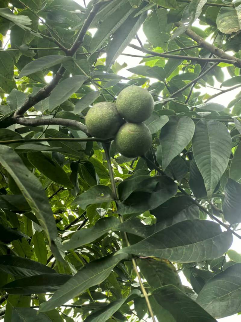麻子核桃