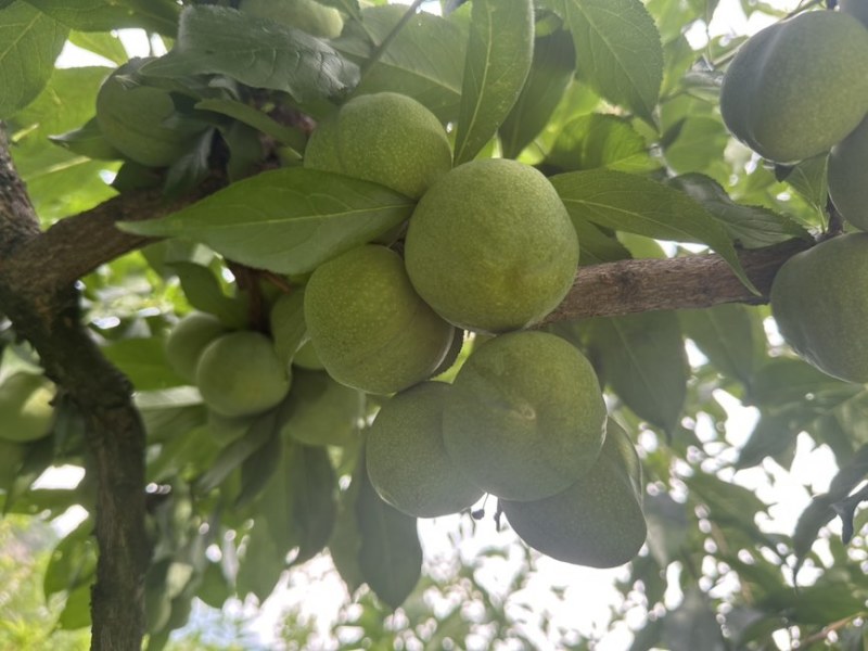 清脆李