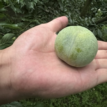 清脆李
