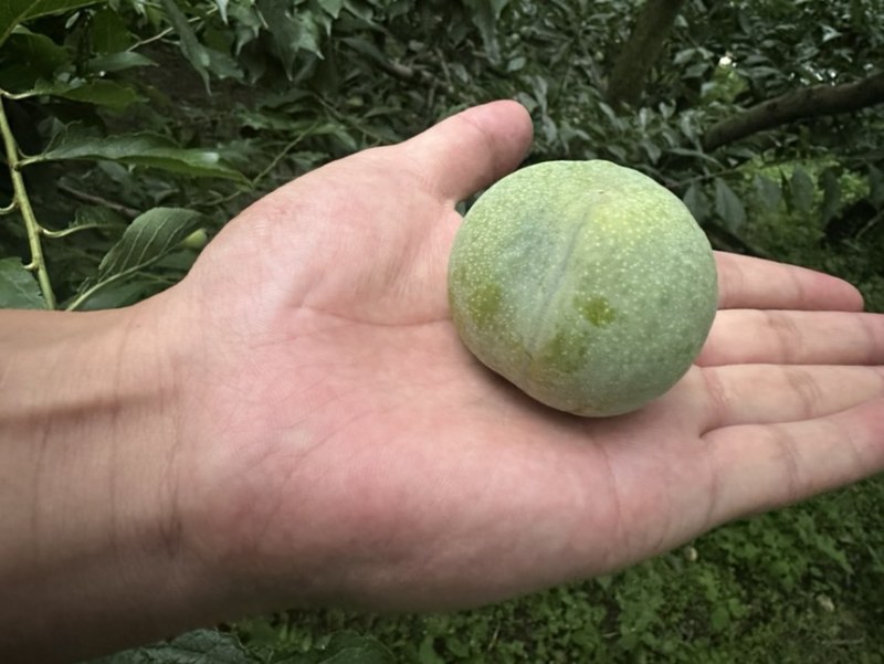 清脆李