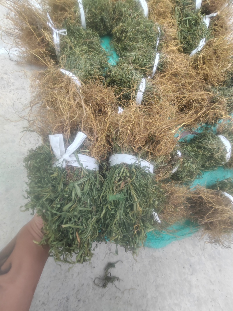 中药材。水灵芝，我们这边叫水黄连