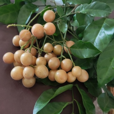 黄皮果
