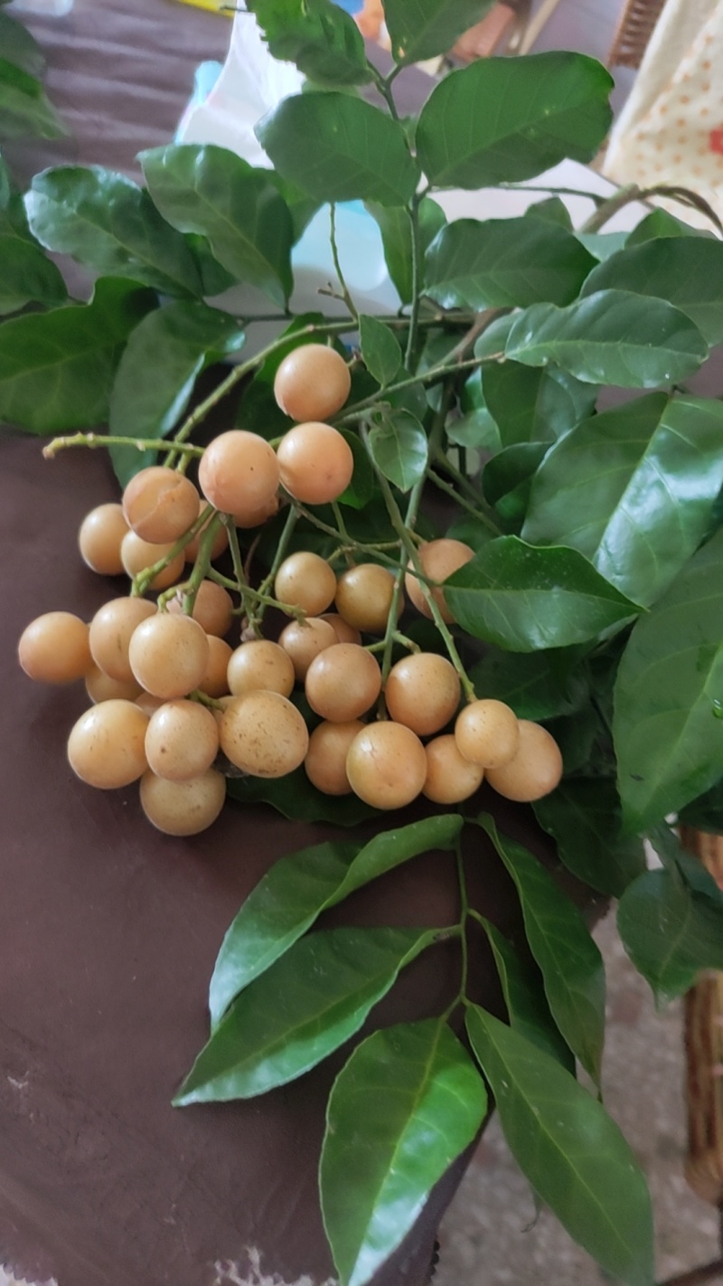 黄皮果
