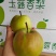 河南豫西玉露香梨