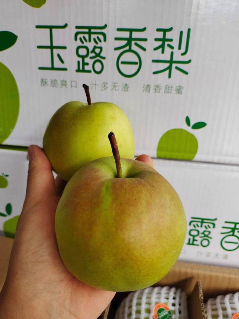 河南豫西玉露香梨
