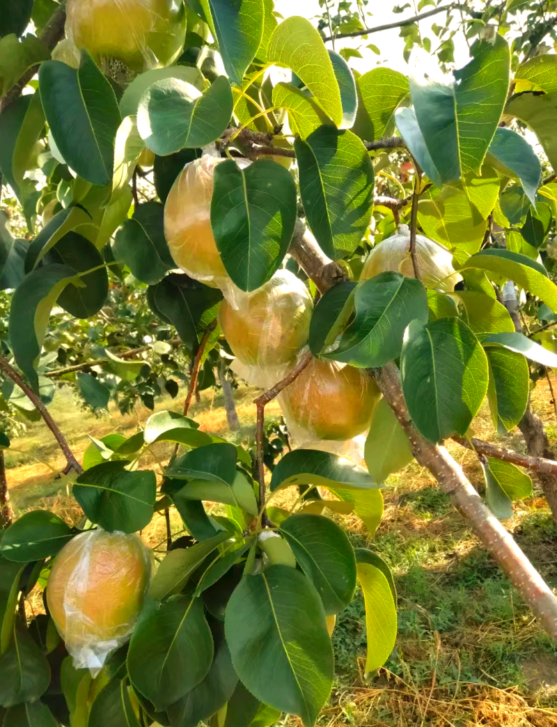 河南豫西玉露香梨