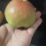 河南豫西玉露香梨