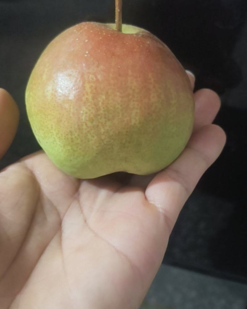 河南豫西玉露香梨