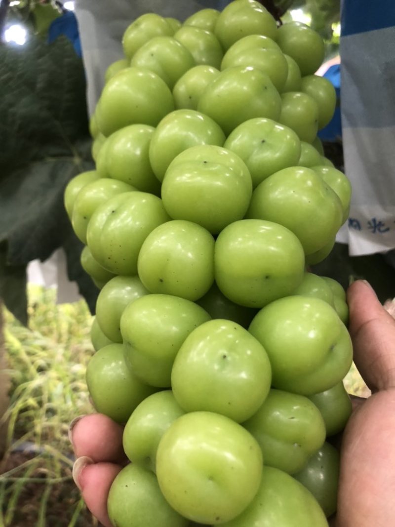 阳光玫瑰。一字头