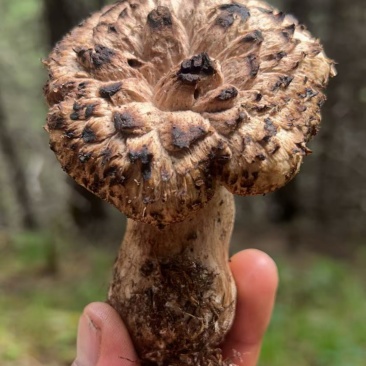来自深山的珍宝——野生翘鳞肉齿菌，