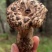 来自深山的珍宝——野生翘鳞肉齿菌，