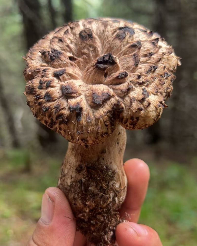 来自深山的珍宝——野生翘鳞肉齿菌，