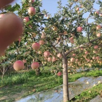 纸袋红嘎啦，精品果