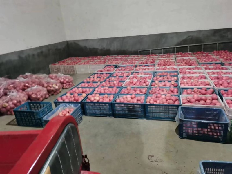 陕西白水县红嘎啦
