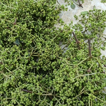 吴茱萸