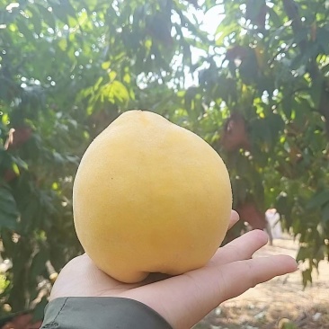 锦绣黄桃