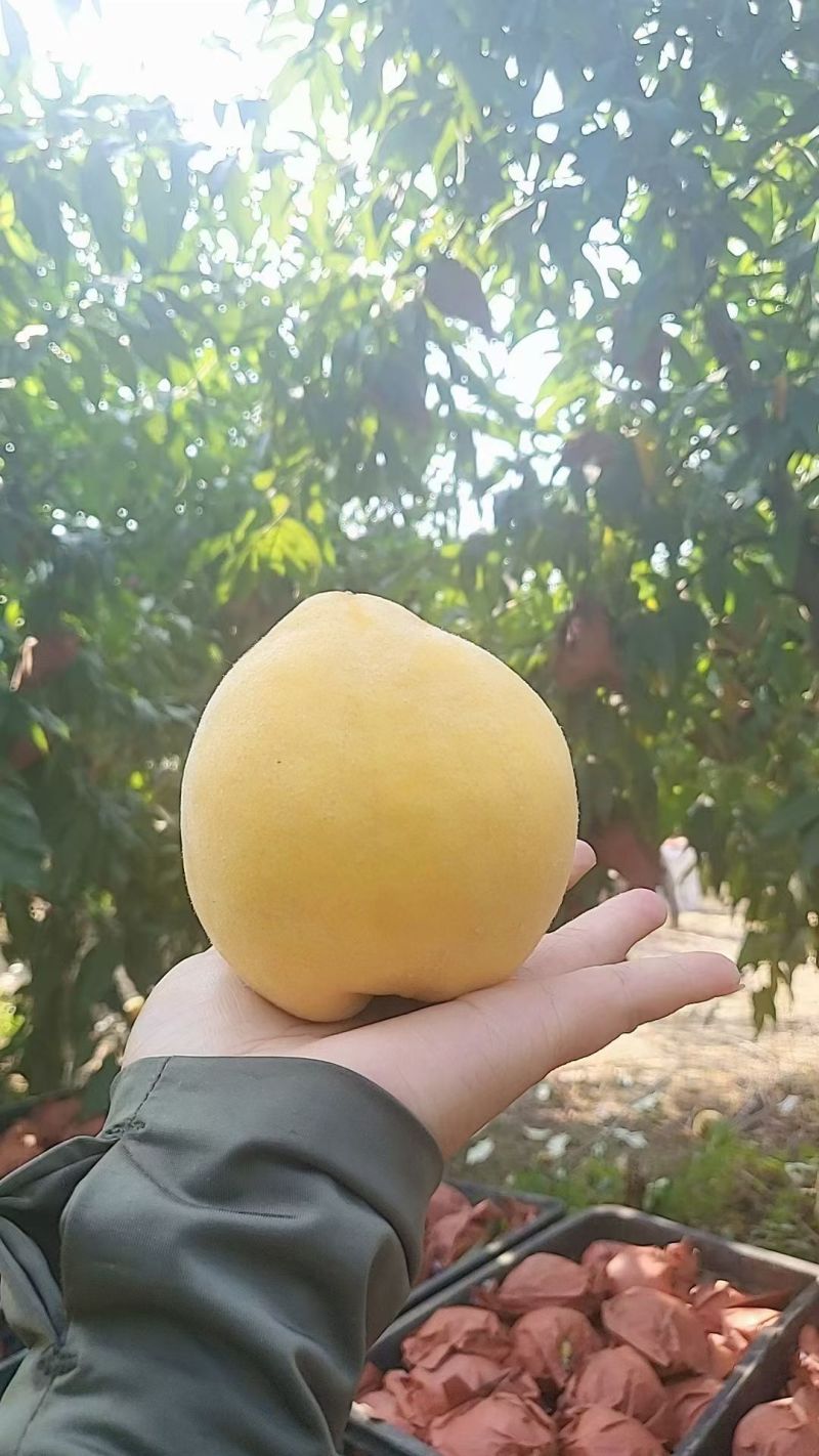 锦绣黄桃