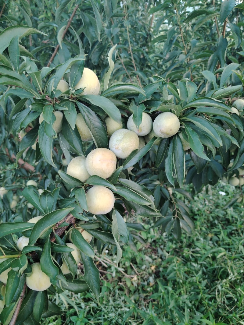 晩熟青脆李