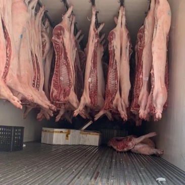 白条冷鲜猪肉，优质分割品，大排，大肉，五花肉，猪蹄，排骨